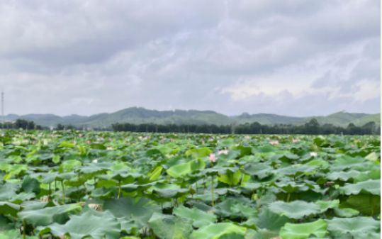 发展历程见证中国传统食物藕粉的现代化发展PG麻将胡了免费试玩模拟器追溯源艺农业(图3)